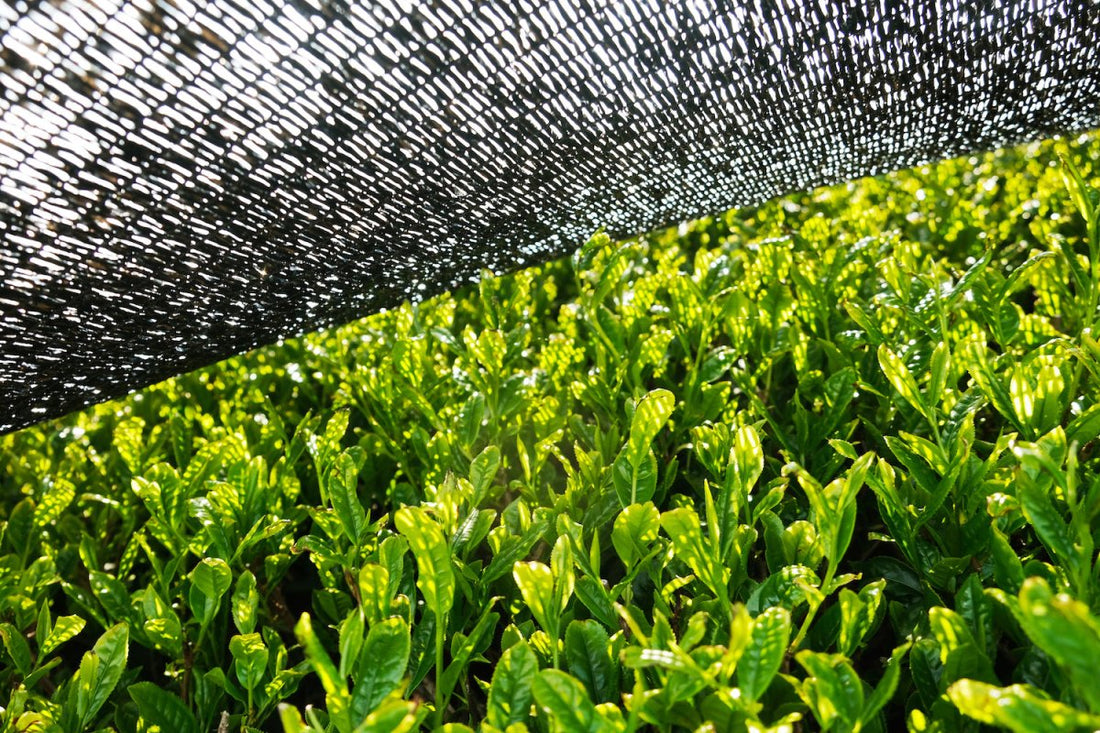 Japan Matcha als Schattentee - tee-nation.de