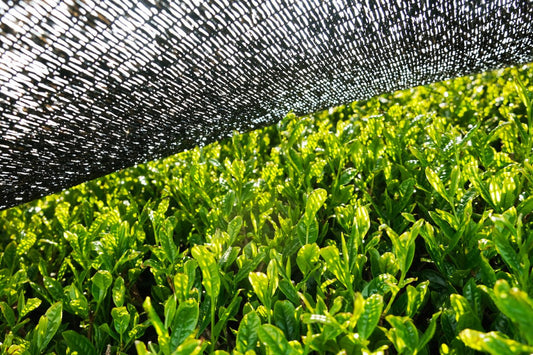 Japan Matcha als Schattentee - tee-nation.de