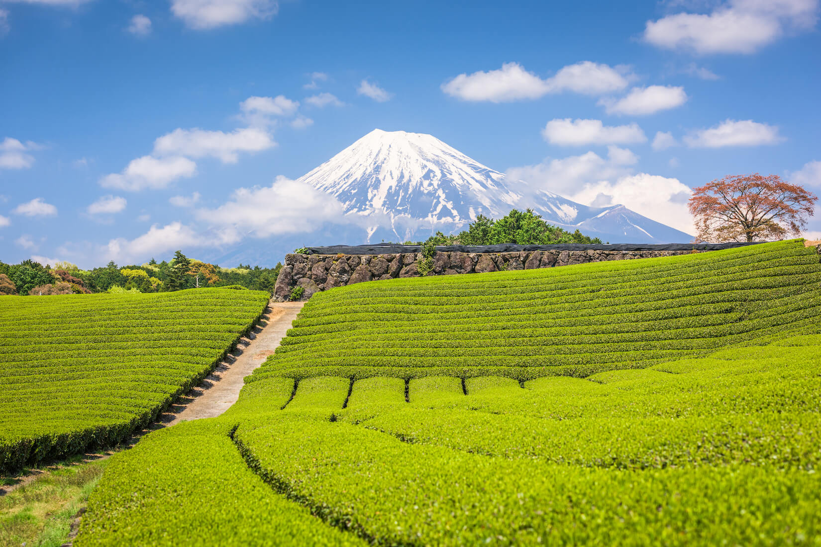 Anbaugebiet für Matcha Tee vor dem Vulkan